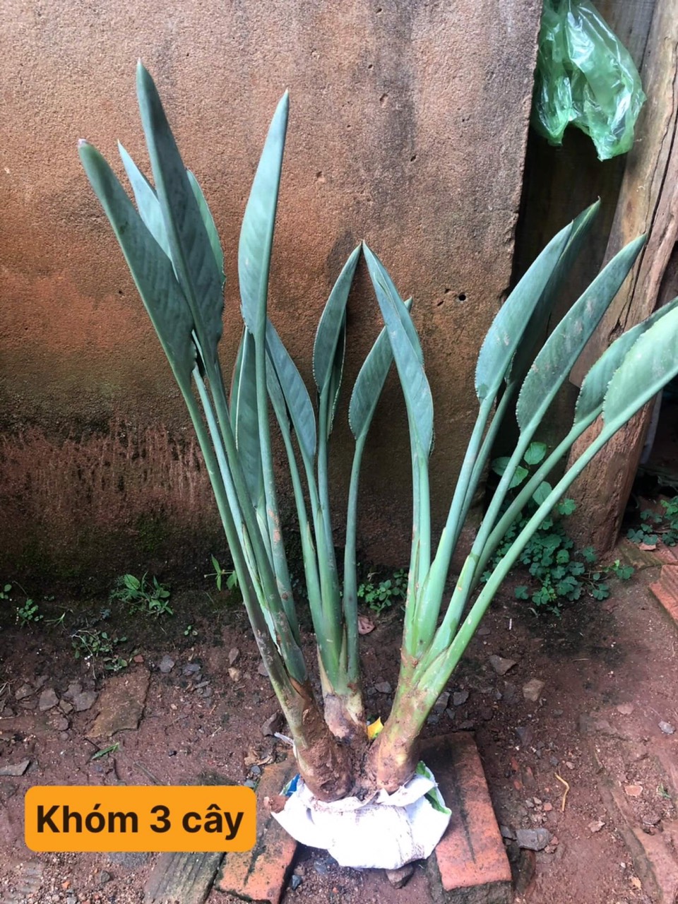 CHẬU HOA THIÊN ĐIỂU CÂY GIỐNG 30CM-40CM