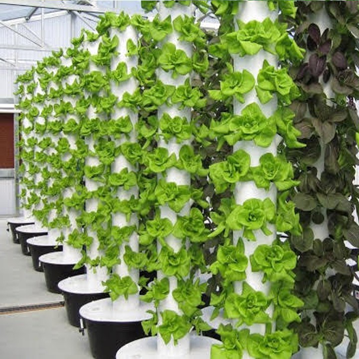Combo 2 chai Dung dịch thủy canh HYDRO OPTIMUM cho rau ăn lá