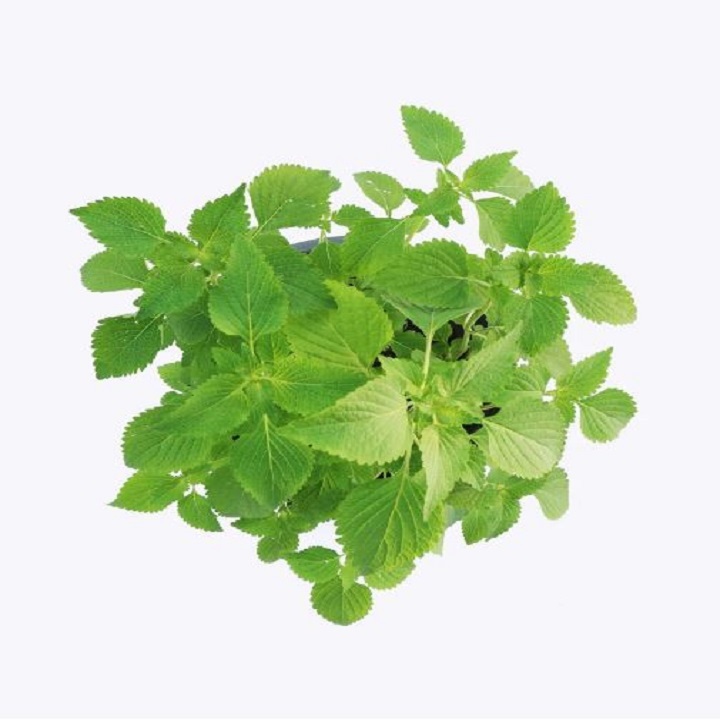 Hạt giống rau Kinh Giới cao sản
