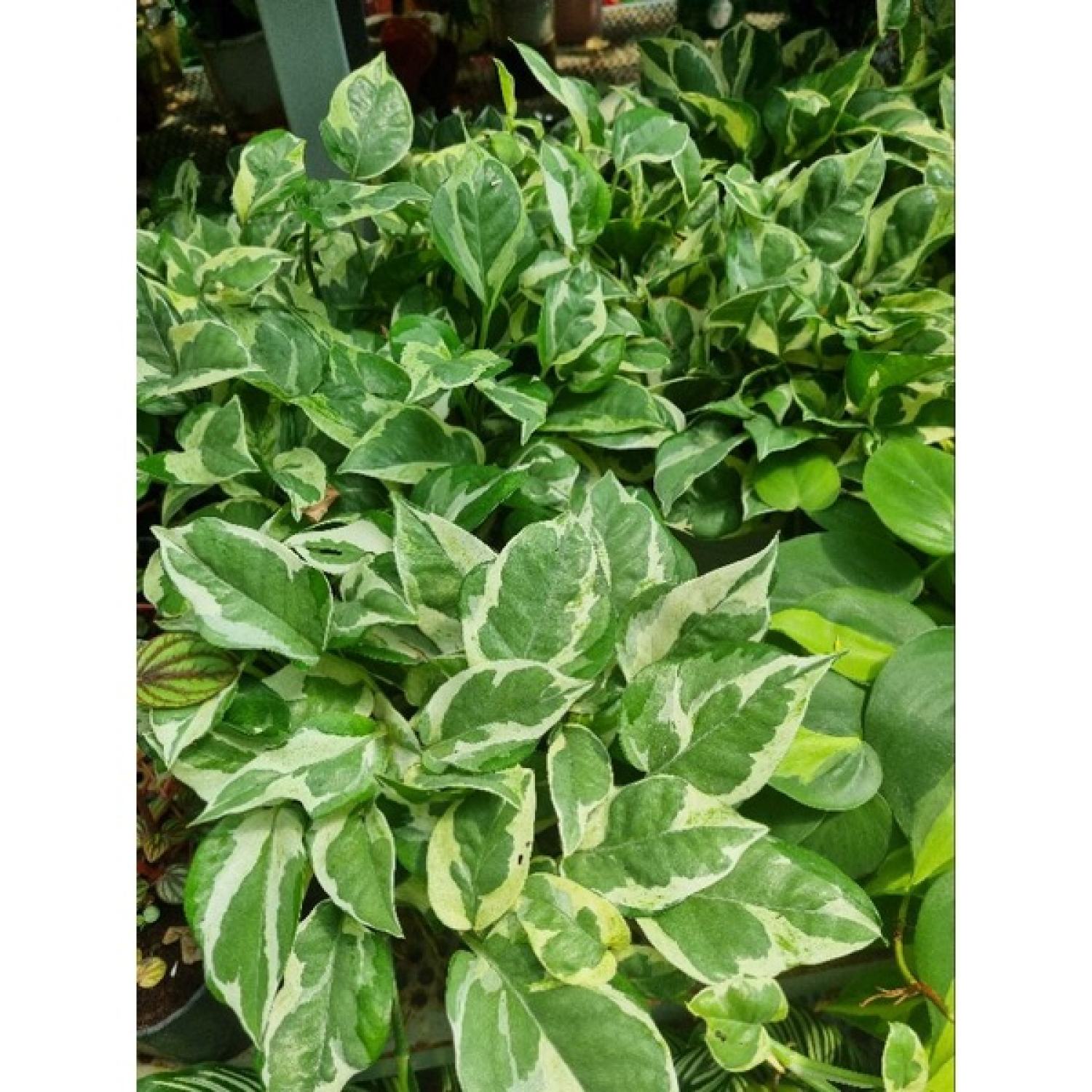 Cây trầu bà sữa