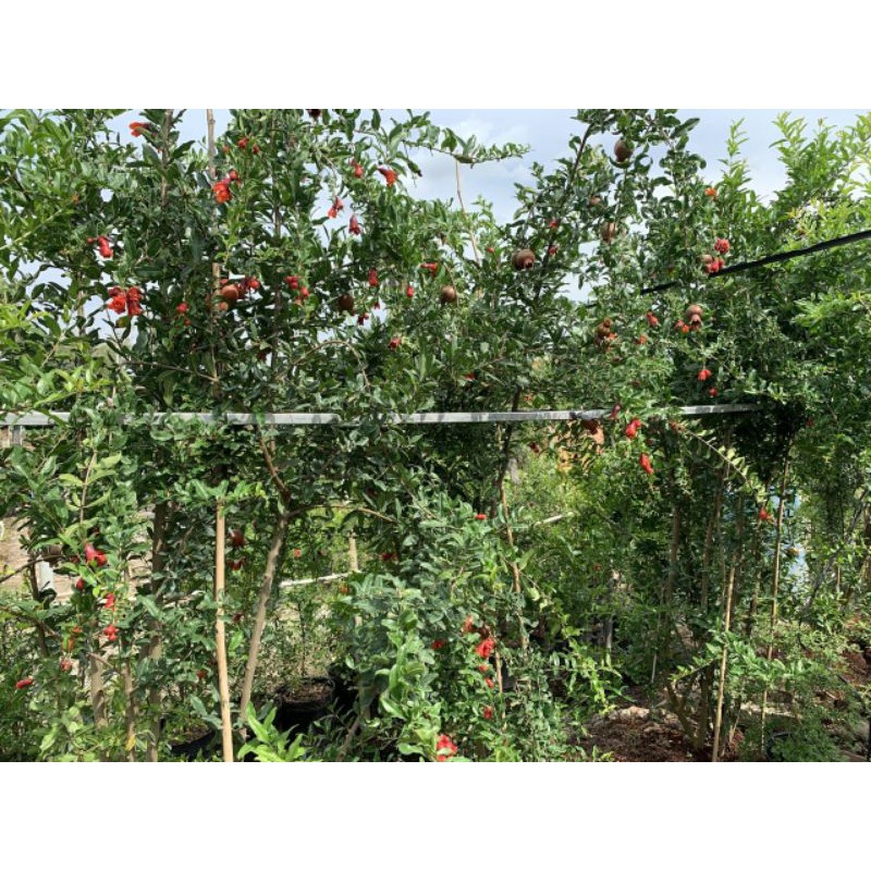 Lựu Mỹ.... đang trái