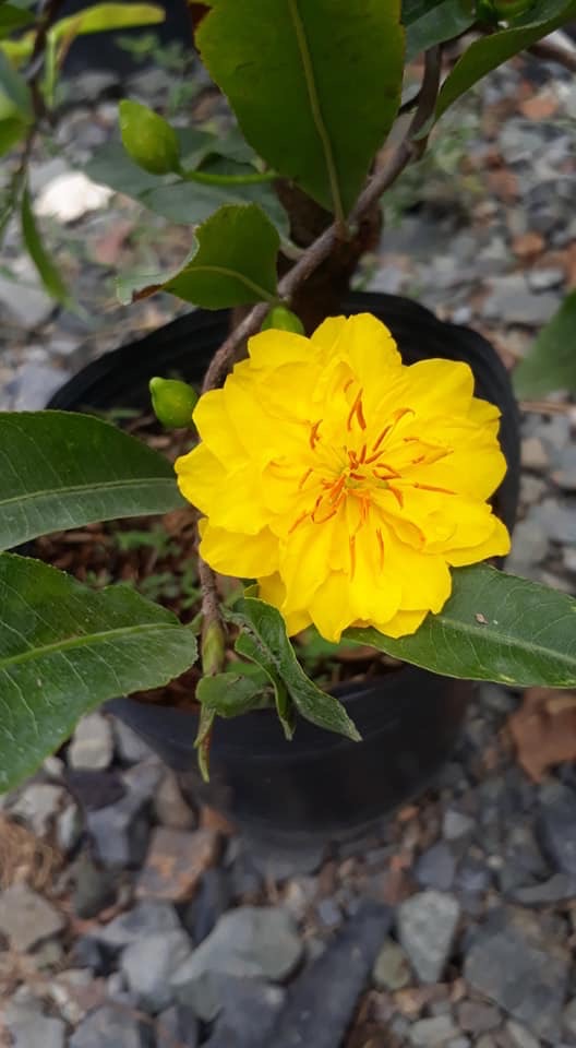 [Học Viện Nông Nghiệp I] Hoa mai cúc thọ hương cây giống chuẩn chơi tết