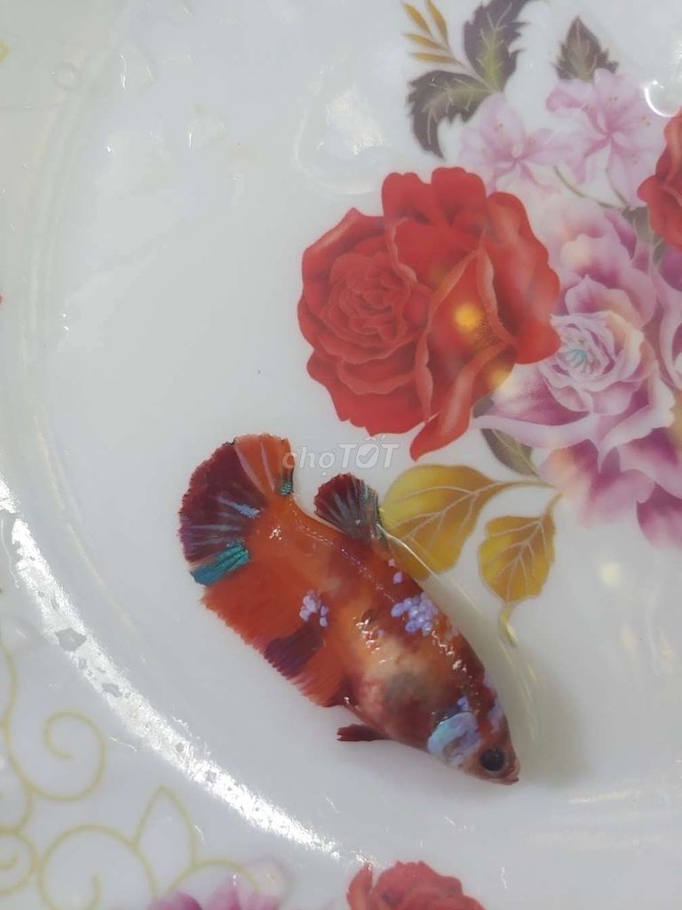 Betta Mái Nemo Galaxy