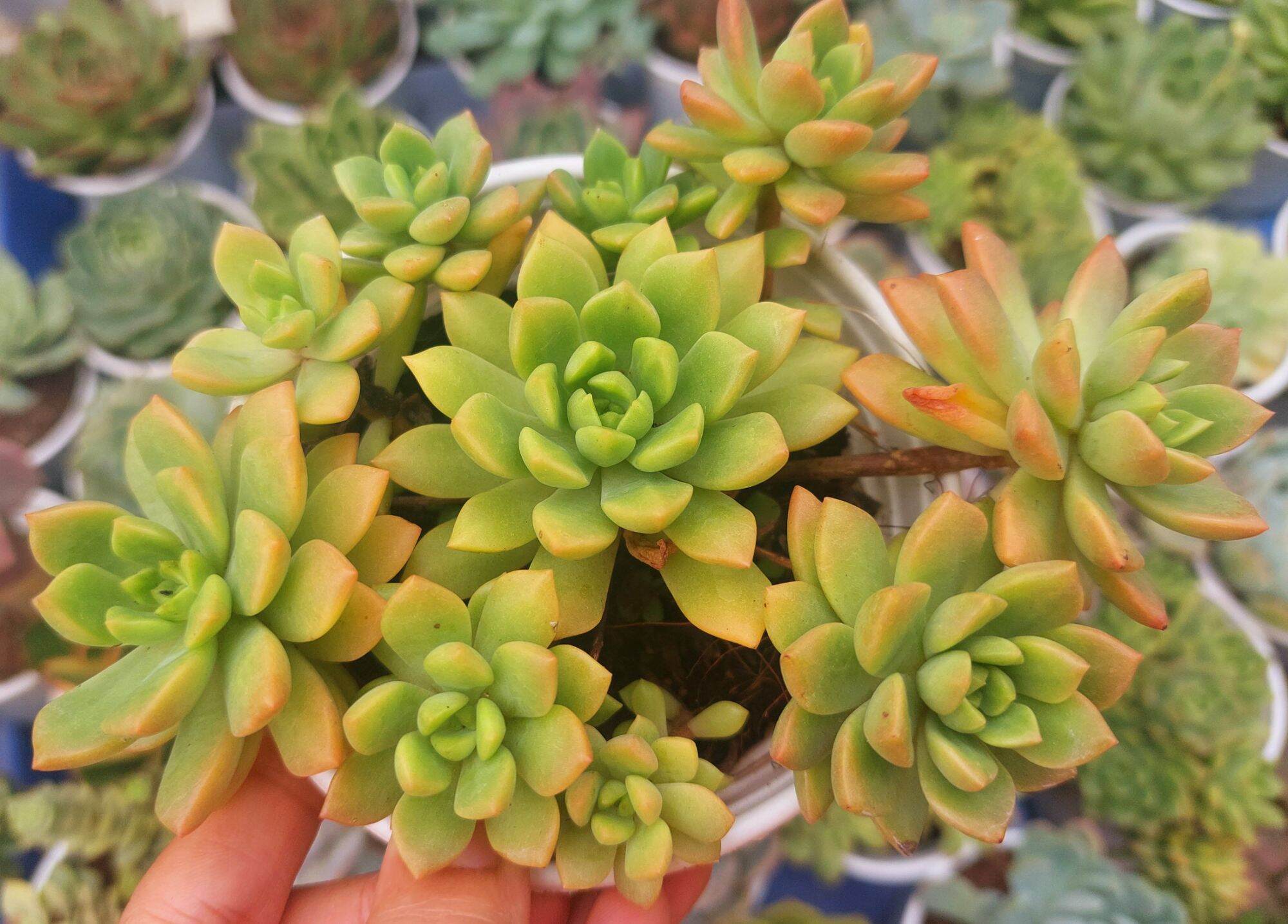 Sen đá MẶT TRỜI size trung 8-10 cm