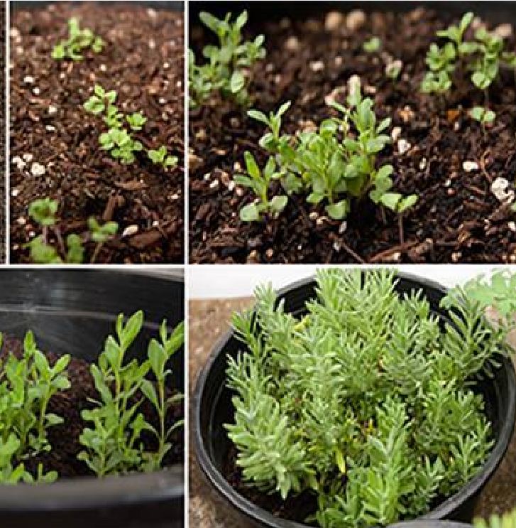 Hạt giống hoa Oải Hương ( hoa Lavender ) gói 100 hạt