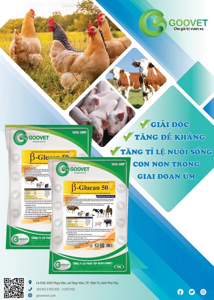 Kích thích miễn dịch b - glucan 50% 1kg tăng khả năng miễn dịch, tăng trưởng nhanh, giải độc, hỗ trợ điều trị bệnh tai xanh