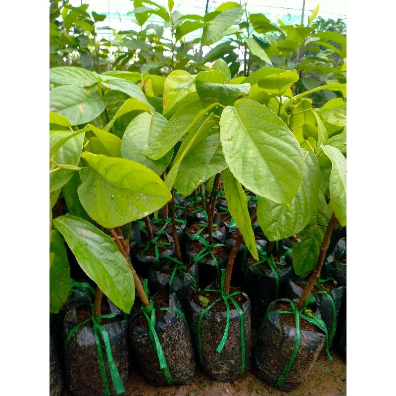 Cây dâu da đất giống chuẩn f1