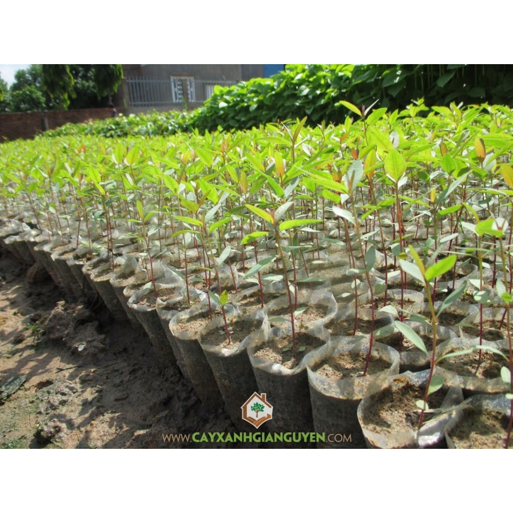 CÂY BẠCH ĐÀN CAO GIỐNG 70CM ( cây dễ chăm sóc, lớn nhanh)