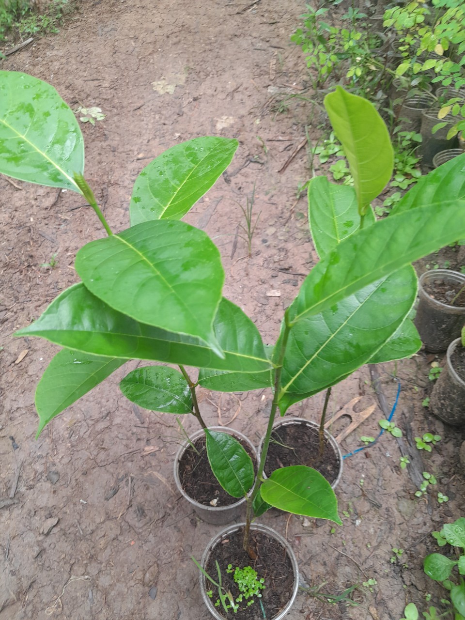 Cây Mít Thái giống, cây cao 25cm