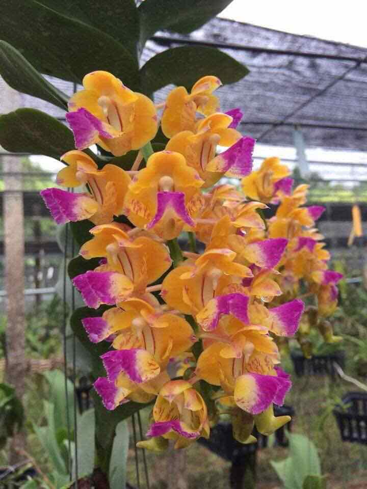 Combo 2 cốc hoa phong lan hoàng nhạn tháng 8