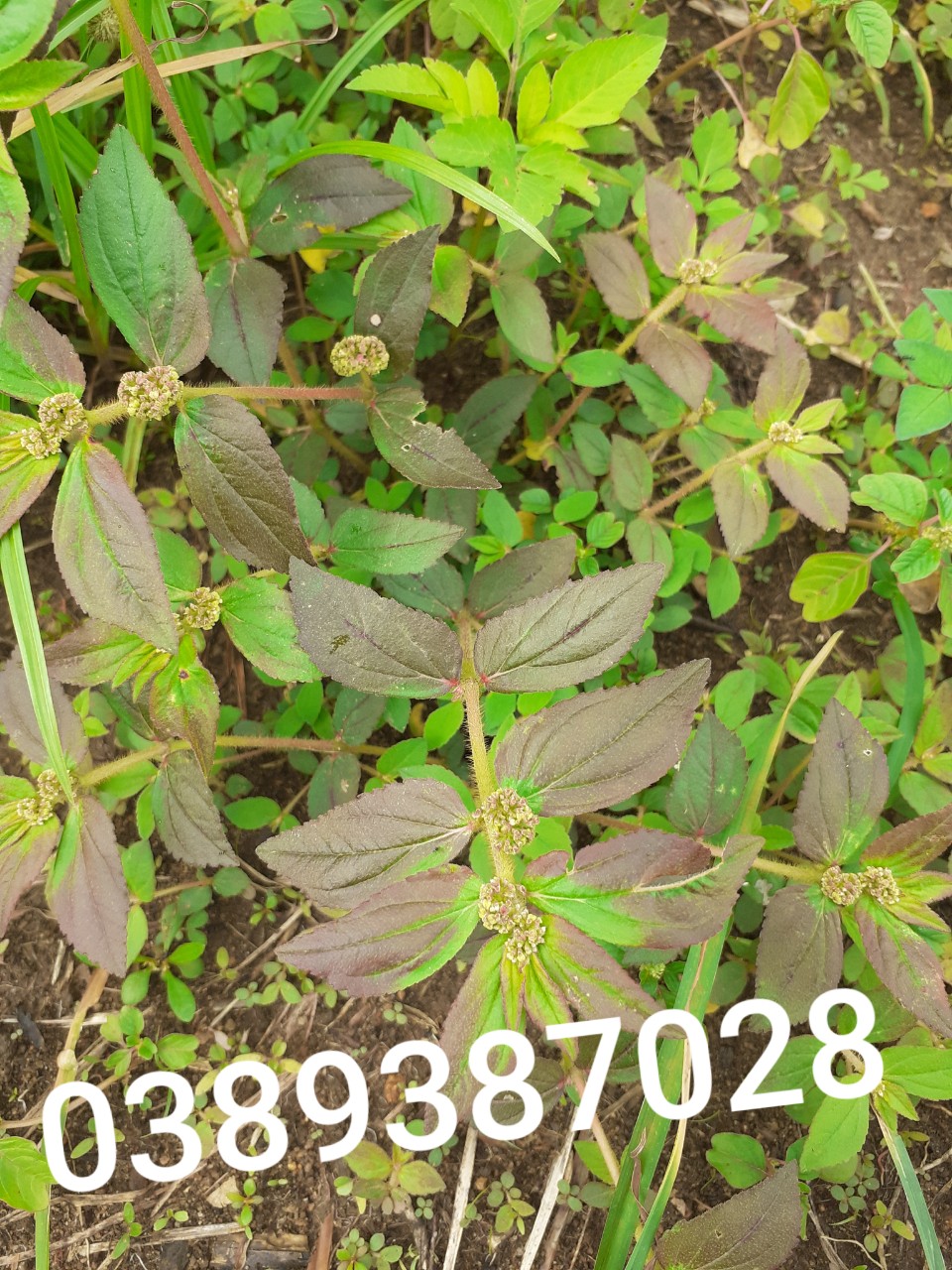 cây cỏ sữa(vú sữa đất),1kg