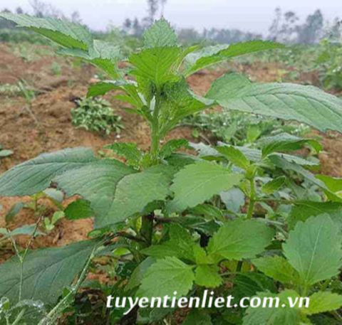 Hạt Giống Rau Tàu Bay ( Rau kim.thất ) - gói 20 hạt