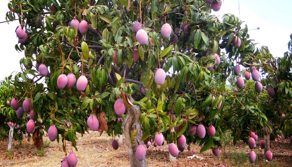 Cây giống xoài tím màu đẹp mắt, vị thơm ngọt- Hoa kiểng Nguyễn Lộc