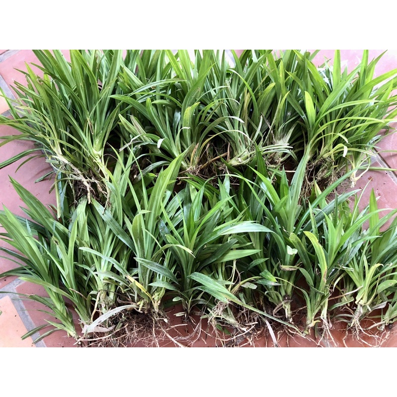 Cây lá dứa ( lá nếp ) link rễ trần cây to khoẻ 20-30cm