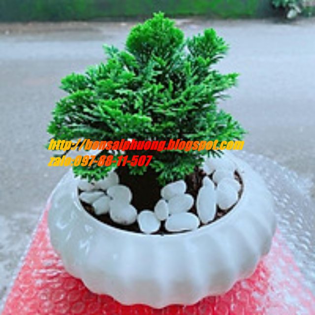 tùng trác xoắn