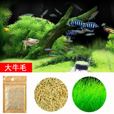 2 gói hạt giống cây thủy sinh dùng trang trí hồ cá
