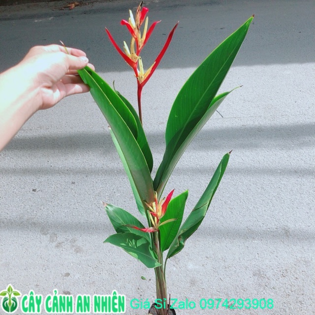 [HCM]Cây Chuối Mỏ Két