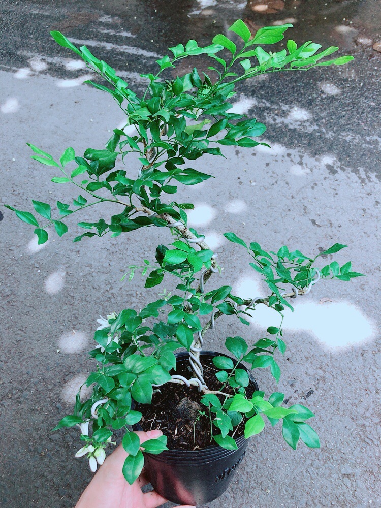 Cây Nguyệt Quế Bonsai