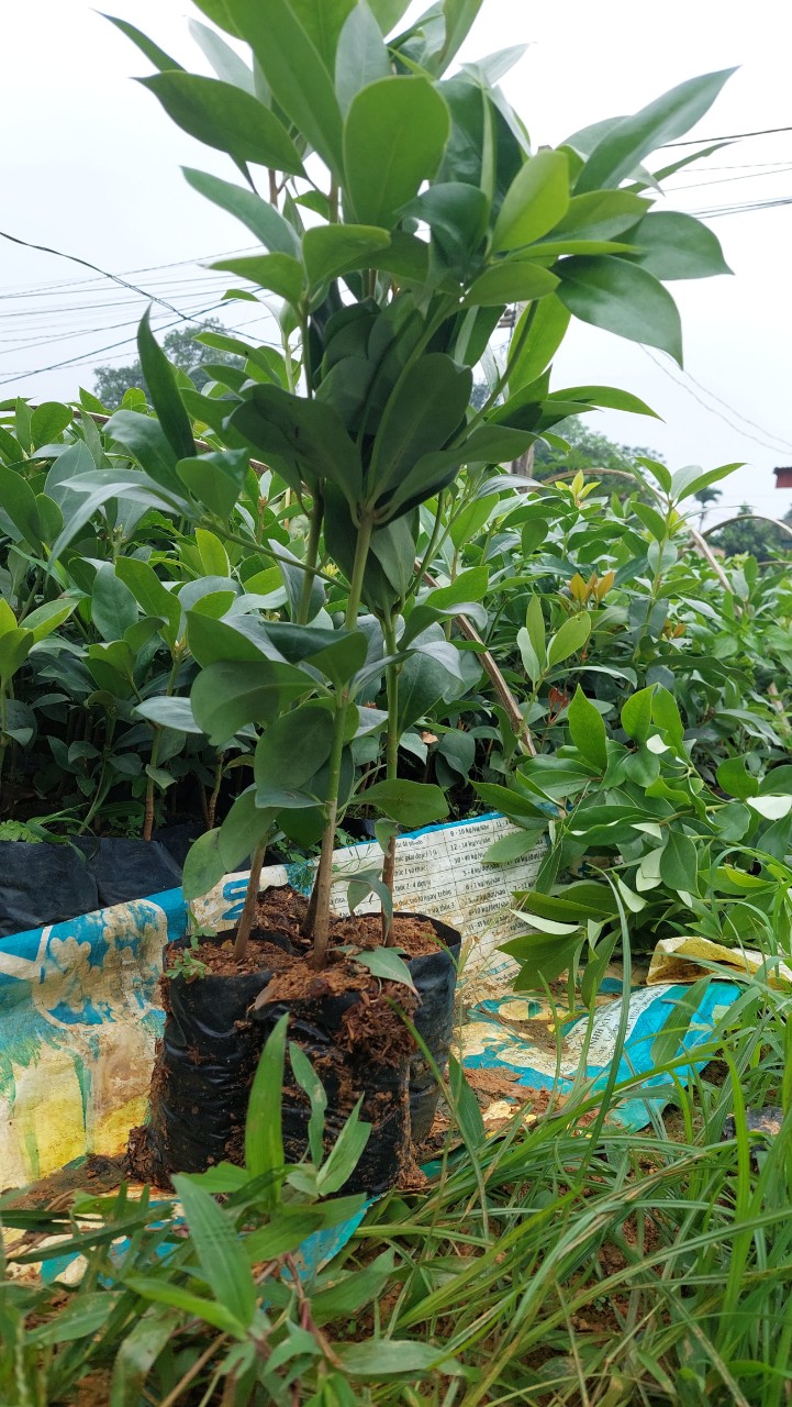 cây hồi giống (cao 40-50cm)