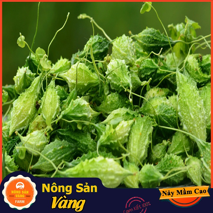 Hạt giống Khổ Qua Rừng Nảy Mầm Cao, Giàu Giá Trị Dinh Dưỡng ( Gói 10 Hạt ) - Nông Sản Vàng