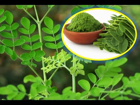 Hạt giống cây Chùm Ngây gói 1gr
