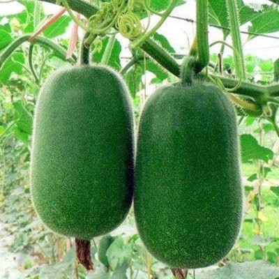Hạt Giống Bí Xanh Đài Loan - 10 Hạt