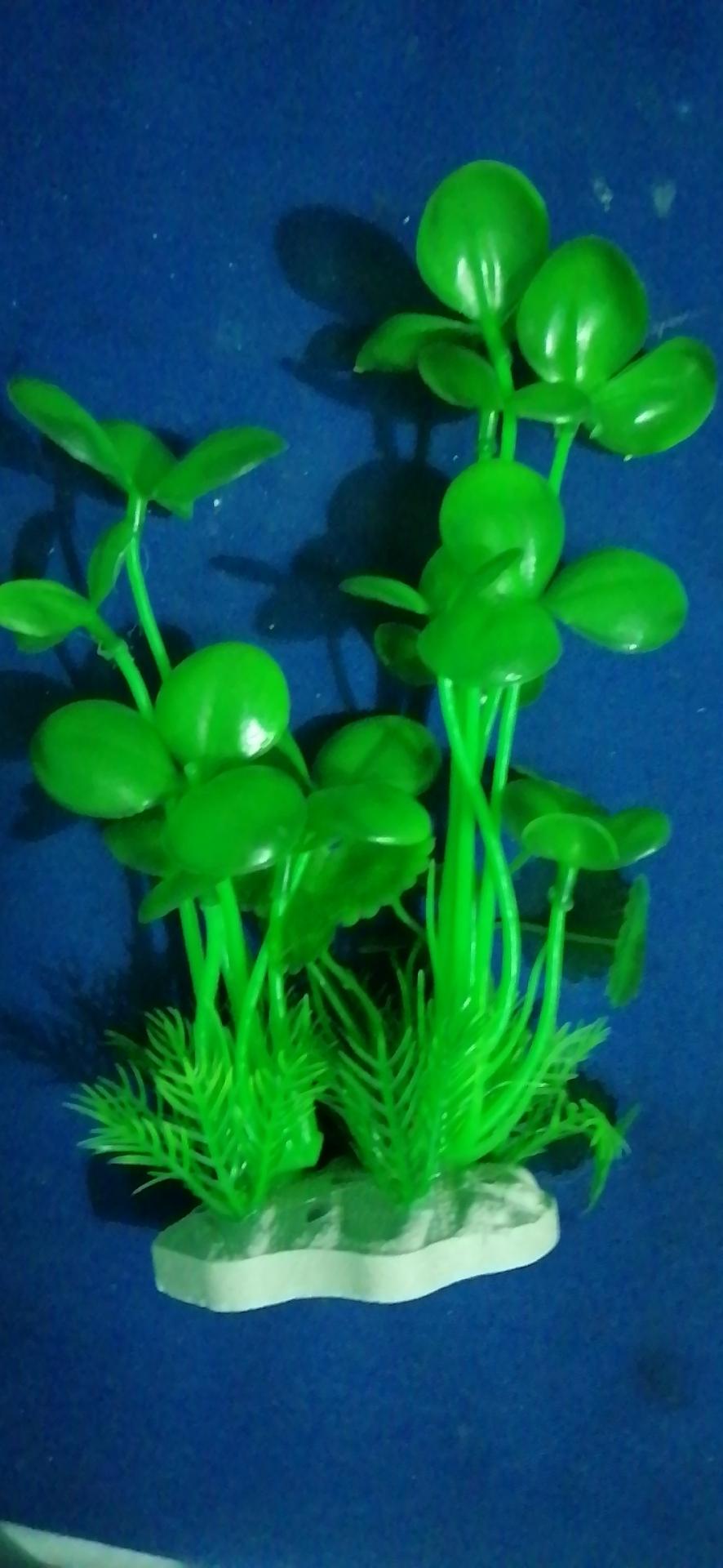 Cây Cỏ hoa trang trí bể cá nhiều màu 20cm