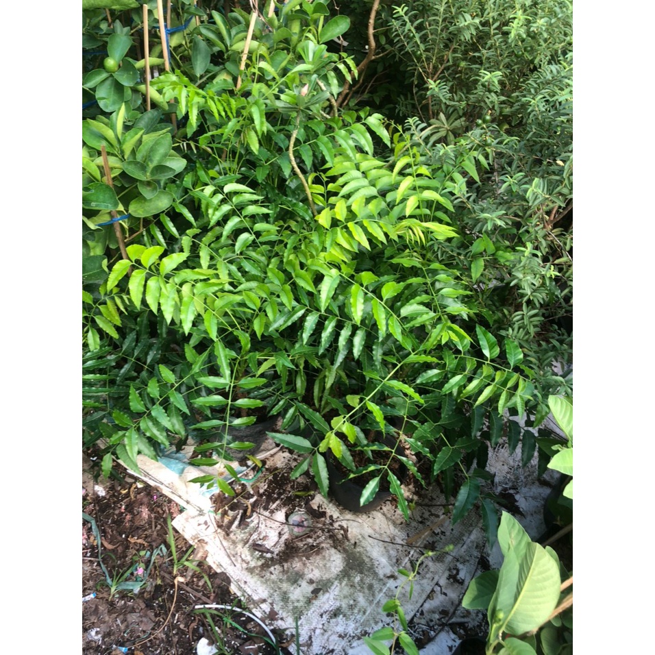 Cây sầu đâu (Neem) - vị. dân gian tốt cho sức.khỏe