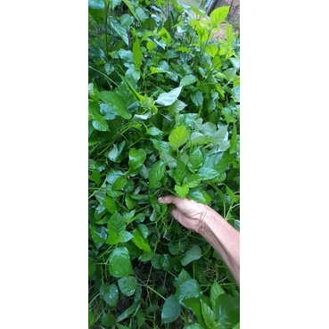 2 bầu cây giống rau ngót nhật