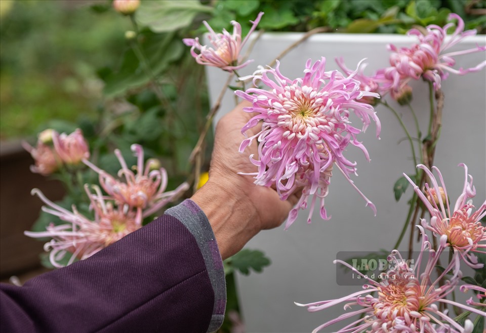 Hoa Cúc cổ Hồng tú kiều (cây giống)