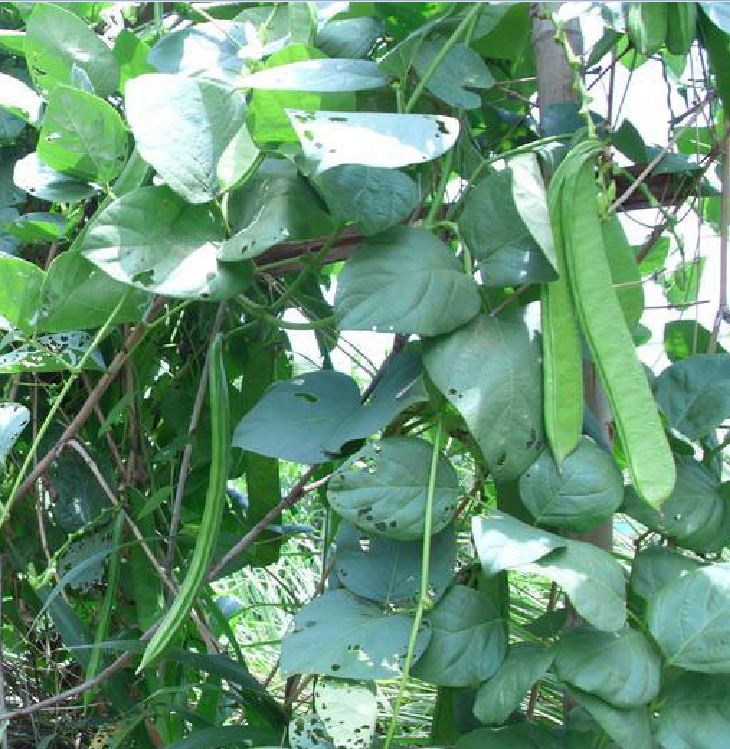 Hạt giống đậu hồng ngự-gói 5 hạt