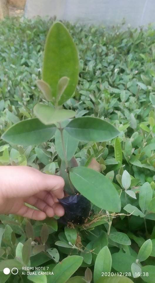 cây sim giống