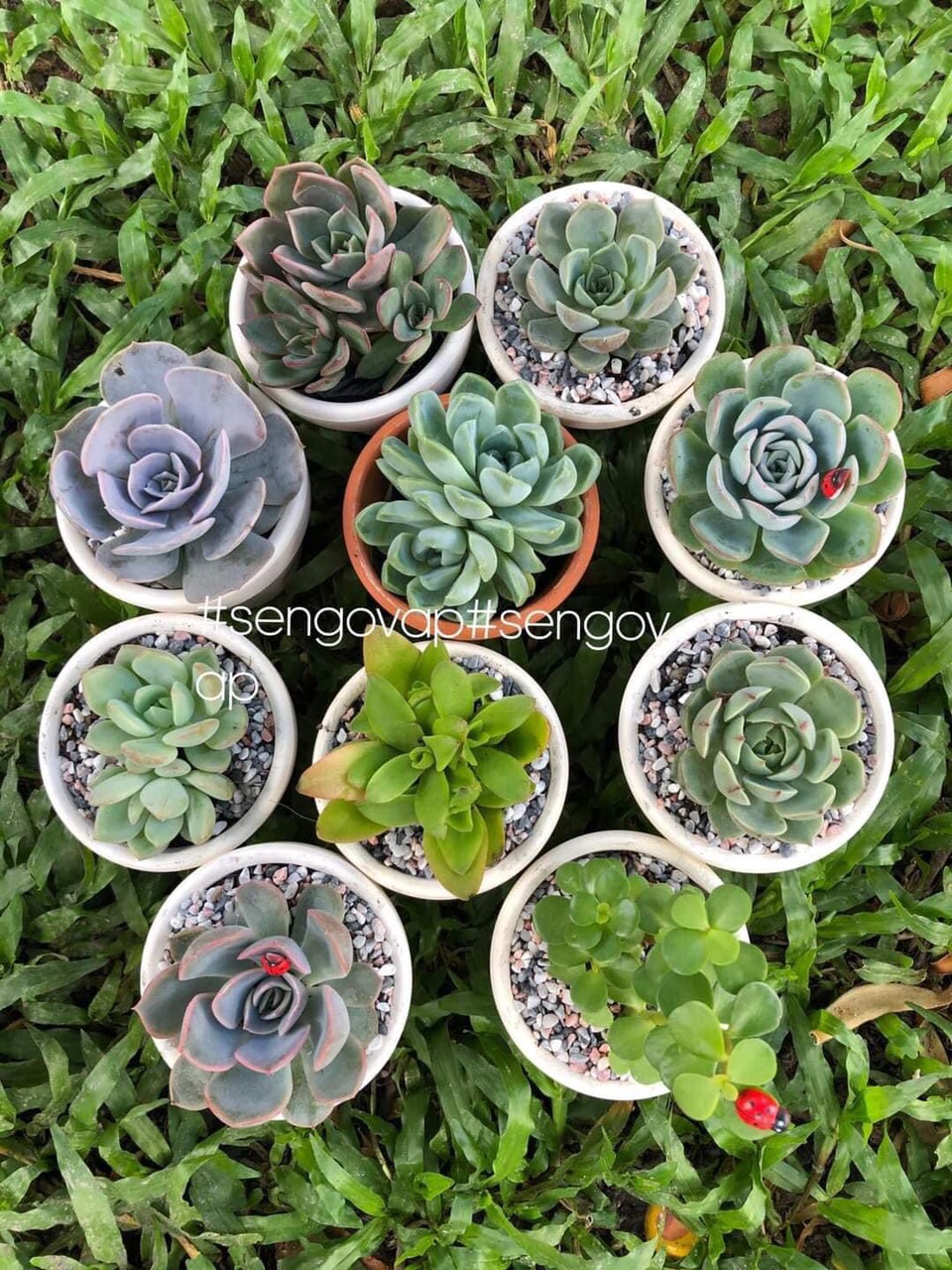 Combo 12 loại sen đá khác nhau