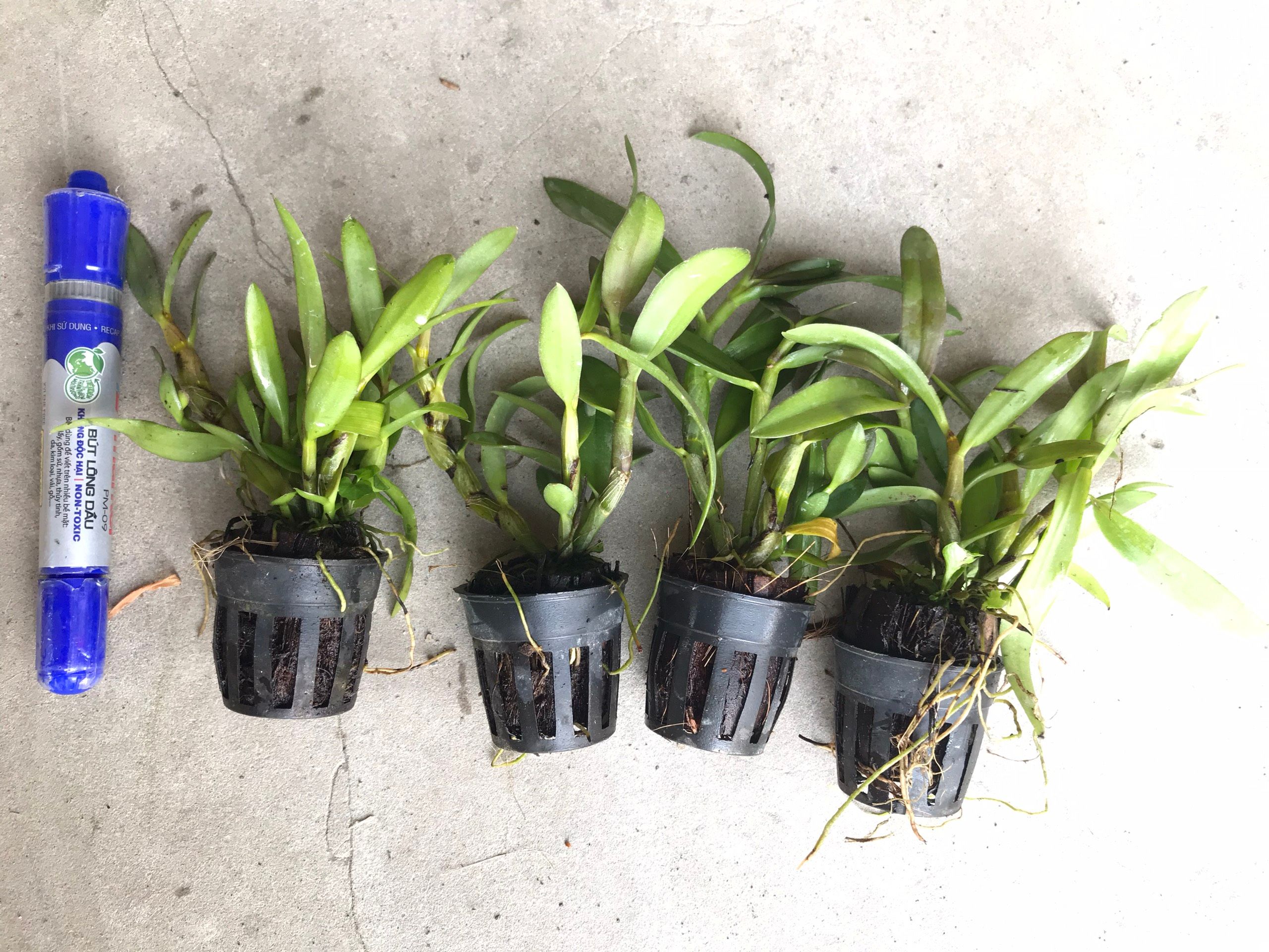 COMBO 3 CÂY GIỐNG ALBA XƯA Cao 7-12Cm