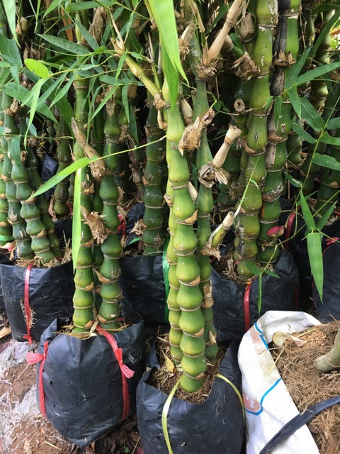 Cây trúc Phật bà