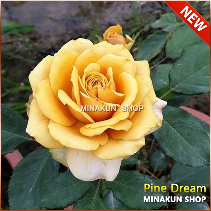 (SẢN PHẨM HÓT) ( NEW ) - Gốc hoa hồng ngoạii Pine Dream vàng đồng cực hot -rễ trần đã kích mần rễ