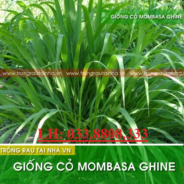 Hạt giống cỏ Mombasa Ghine - Cỏ sả lá lớn (gói 100g) + Thu hoạch: 40 - 45 ngày vào mùa mưa; 60 - 70 ngày vào mùa khô + Gieo trồng: 13 - 15 kg/ha