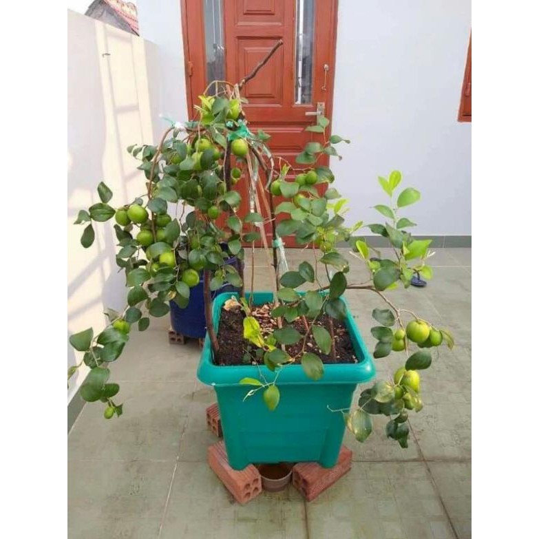 [FREESHIP - Xả Khô Máu] 2 Cây Giống táo thái da xanh [TẶNG 02 cây Trà Xanh]