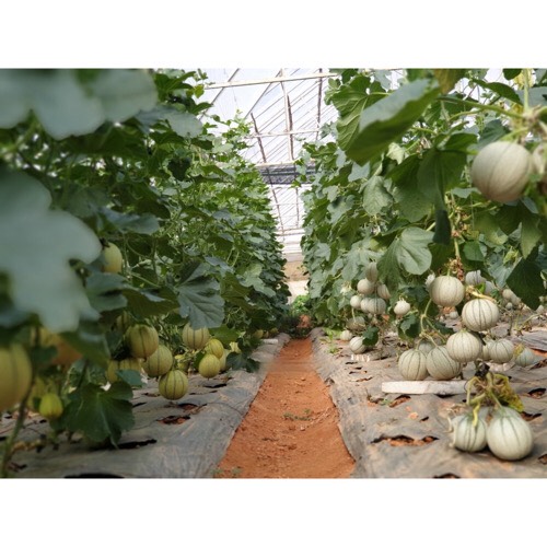 Hạt Giống Dưa Lê Sọc Honey Melon 330-1g