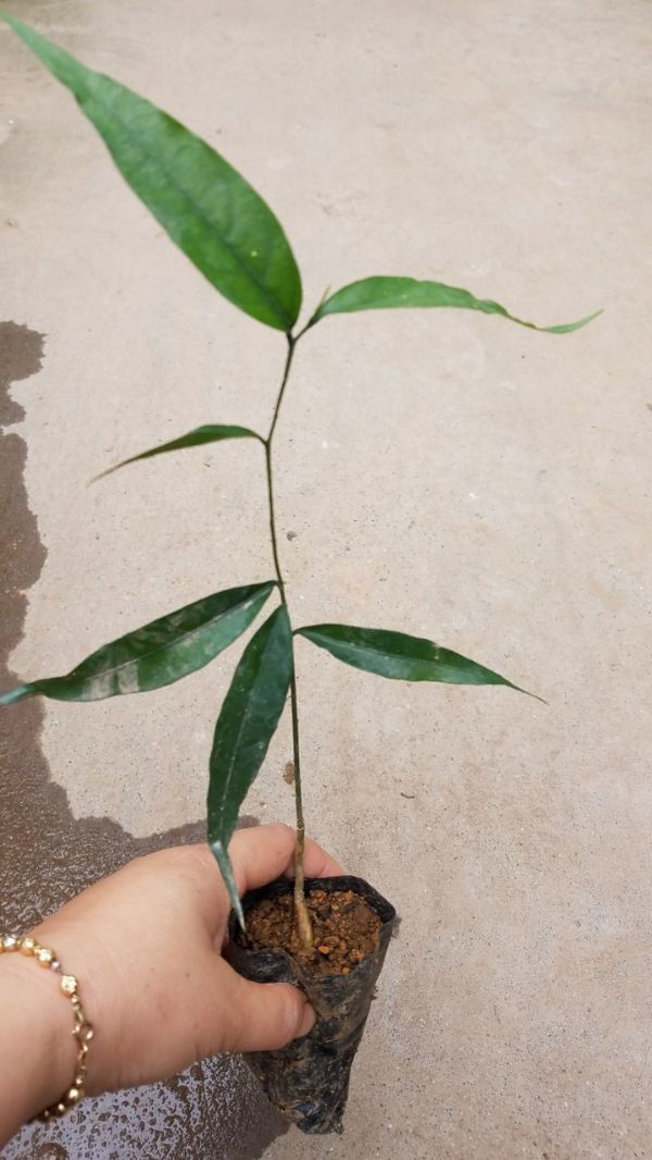 Set 2 cây rau sắng rừng