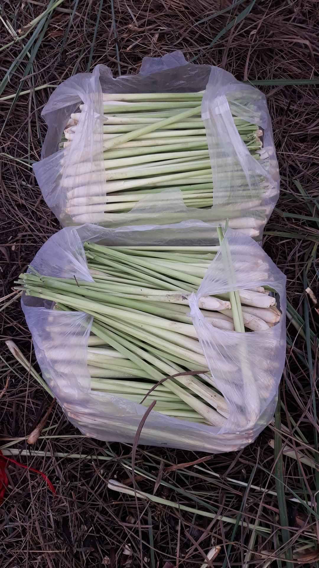 Sả cây tươi ( 1kg )