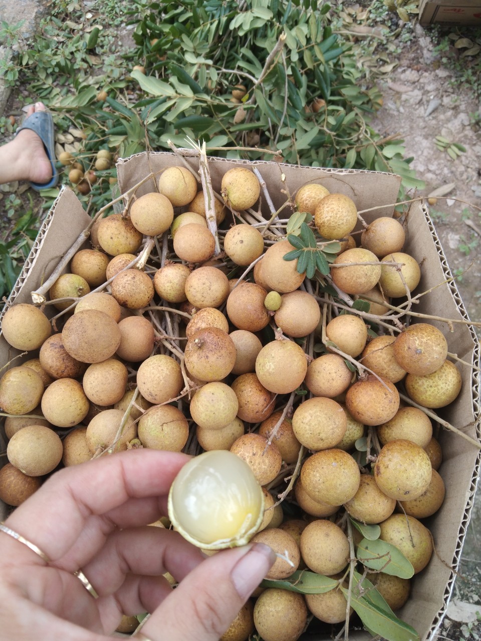 HCM - Nhãn Ido giá tại vườn (kg) - [Giao nhanh TPHCM]