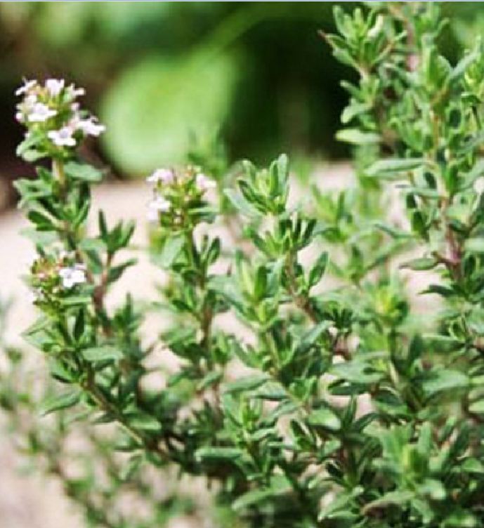 "Gói 100 Hạt " Hạt giống cỏ xạ hương (Thyme)