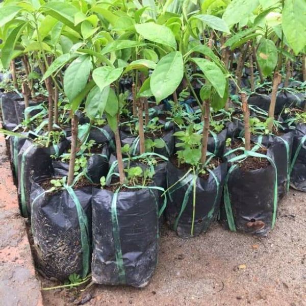 Cây giống bòn bon, cây dâu da đất