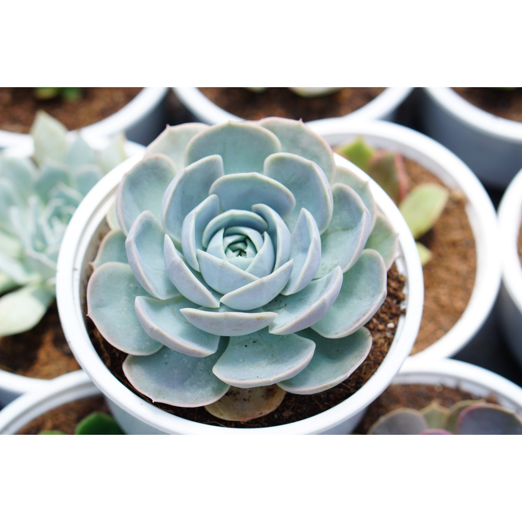 SEN ĐÁ LÔ LA TÍM 10cm - HƯ 1 ĐỔI 1