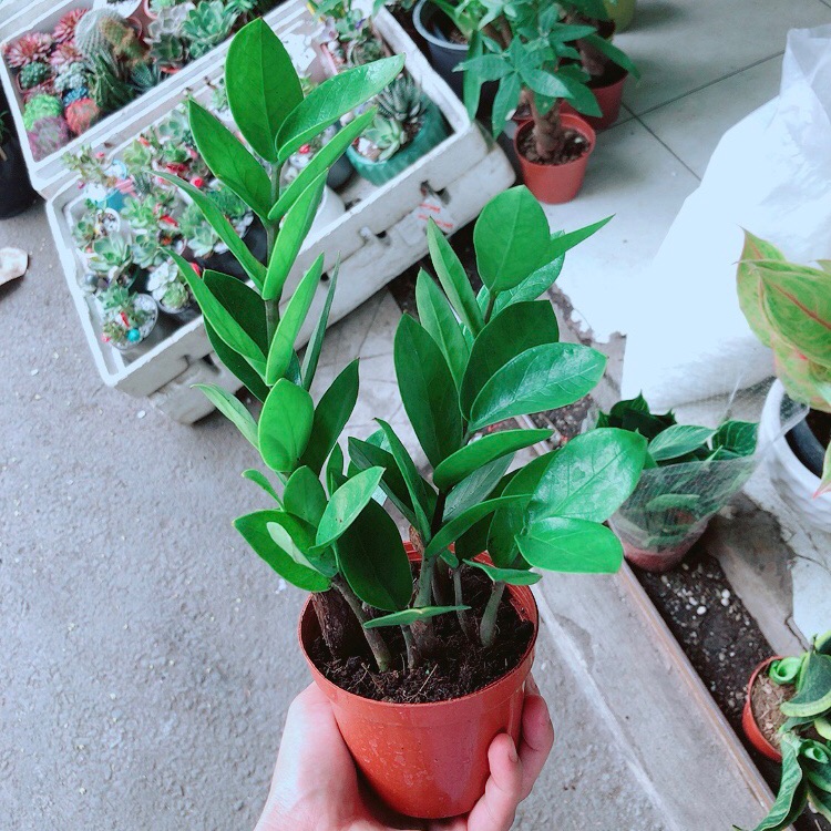 Chậu kim tiền thái