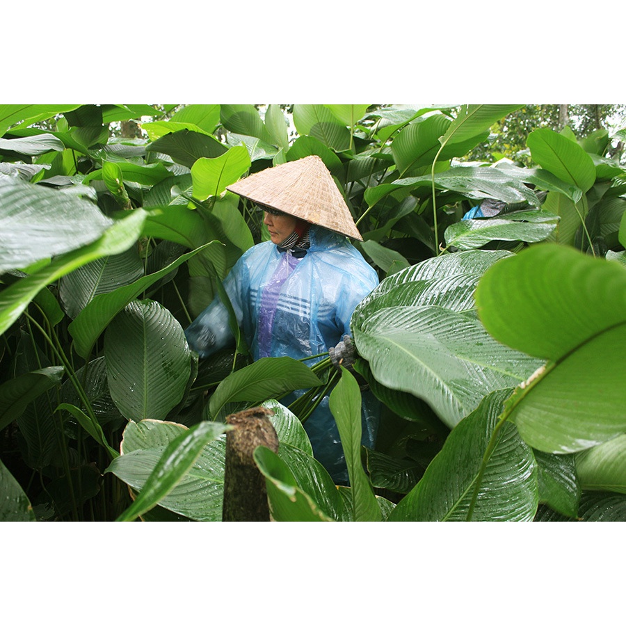 Lá dong xanh tươi gói bánh - lá size to đẹp