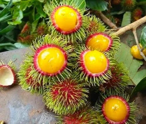 Cây giống chôm chôm thái lùn ruột vàng