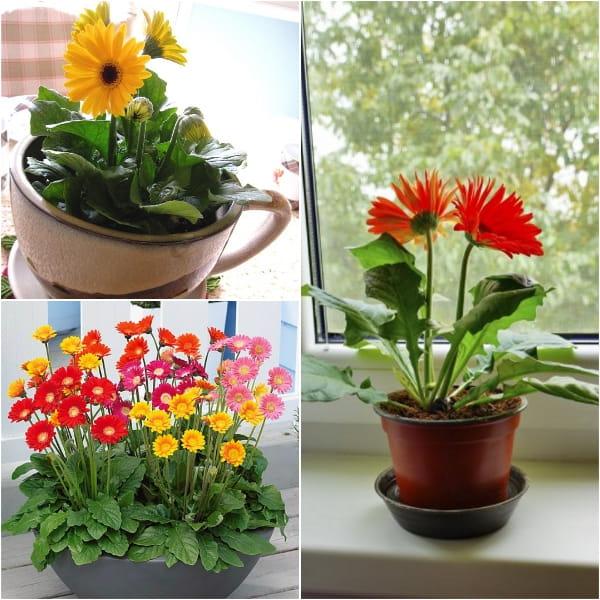 [Sale  off] Hạt giống hoa đồng tiền