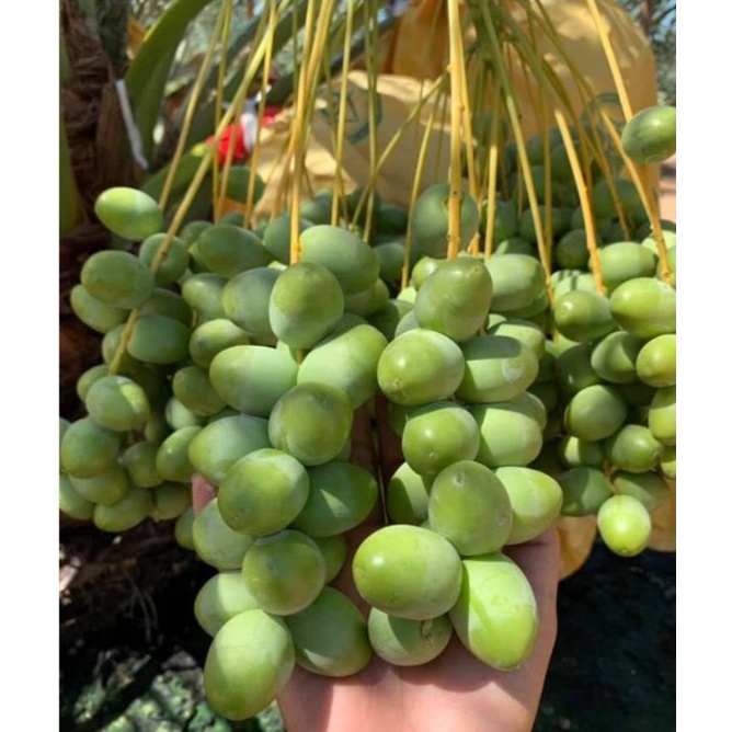 Cây giống chà là trung đông (Cây khỏe đẹp, được kiểm tra cây)